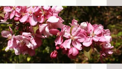 Crematorium Parkland