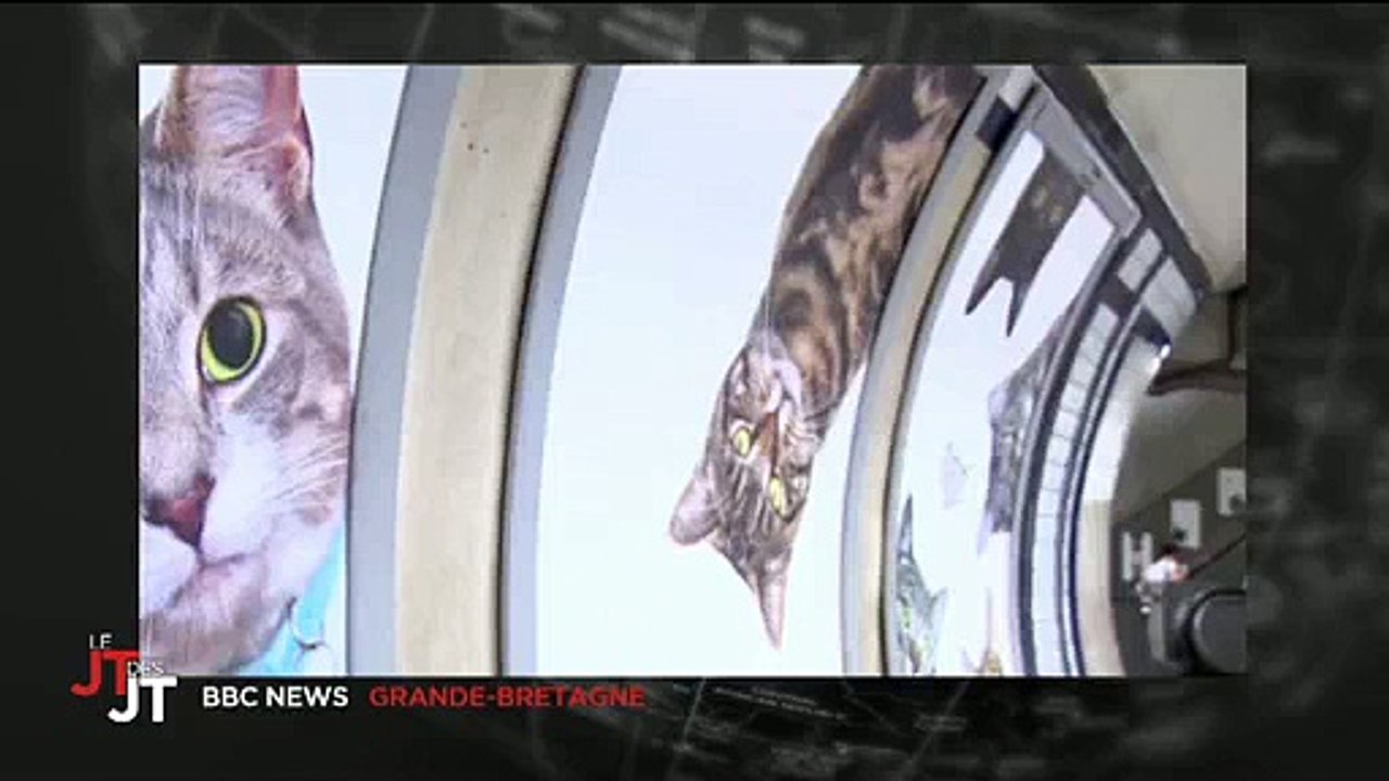 Le métro à Londres envahit par des photos... de chats ! Regardez