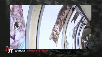 Le métro à Londres envahit par des photos... de chats ! Regardez