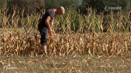 Climat : La canicule ravage les champs de maïs (Vendée)