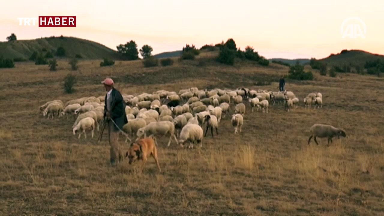 Köyde 'canavar nöbeti'