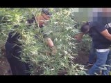 Somma Vesuviana (NA) - Piantagione di cannabis nascosta nella frutta, arrestato 28enne (13.09.16)