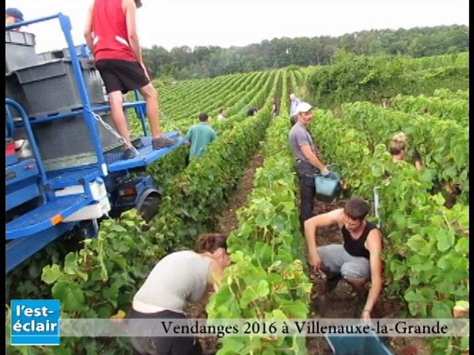 Dans les vignes avec les vendangeurs