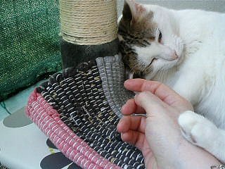 Calin grenadine sur le nouvel arbre à chat