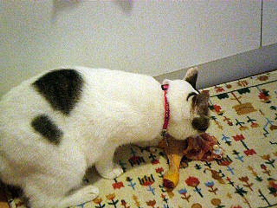 poulet cru aout 2016