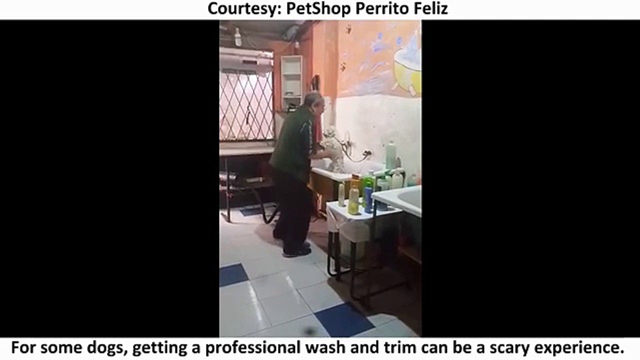 BECCATO! Gli portano il Cane per la Toeletta ma...