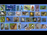 North American Songbirds - The Kids' Picture Show (Fun & Educational Learning Video)