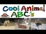 Cool Animal ABC's - Zoo Alphabet - The Kids' Picture Show (Fun & Educational Learning Video)