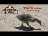 The Goose Family: How Many? - The Kids' Picture Show (Fun & Educational Learning Video)