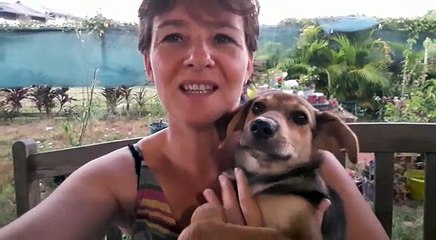 #ChienErrant : nous soignons et aidons ces chiens - LTOM