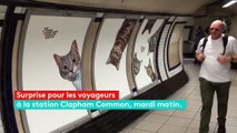 Des chats remplacent les publicités dans une station de métro de Londres