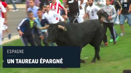 En Espagne, un taureau épargné lors d'une fête traditionnelle