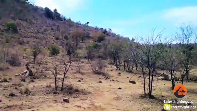 Une girafe tente de sauver son petit face à des lions affamés