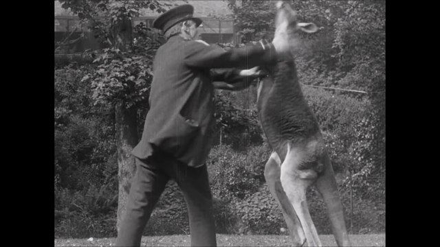Combat aux poings entre un kangourou et un homme !