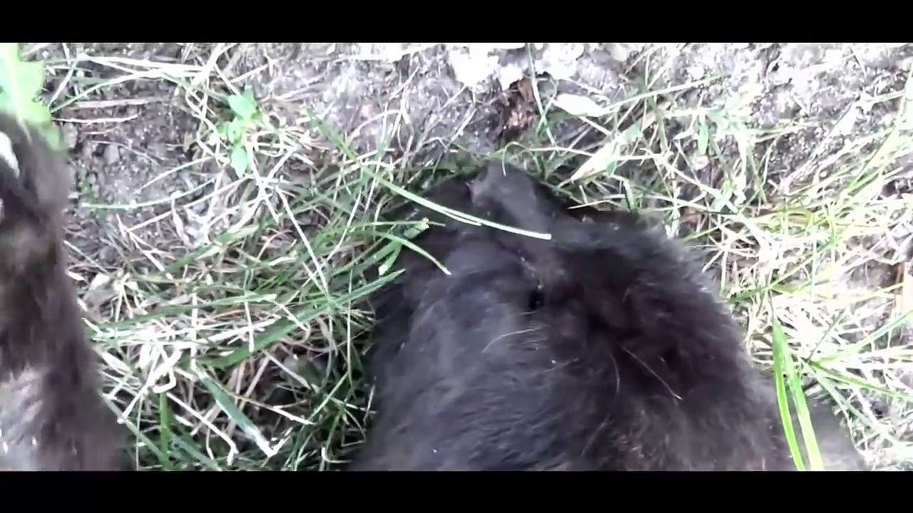 Parodie du sauvetage d'un chaton par des pompiers russes