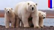 Russian scientists are under siege from polar bears at a remote outpost in the Arctic