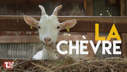 Teaser LA MEULE - EPISODE 3 - RDV Vendredi 14 octobre à 12h00 sur TV VANNES