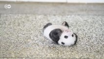Yavru panda dönmeye çalışıyor