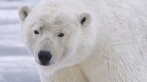 Scientists Trapped at Remote Outpost by Polar Bears