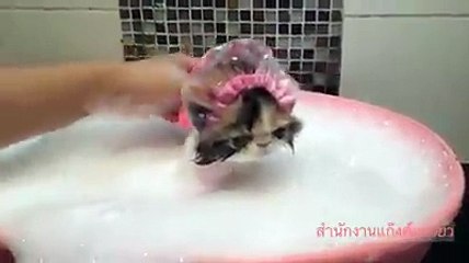 Cat lady take a shower and make up funny cat videos
