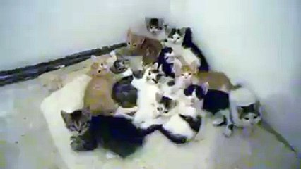 Crowd kitties cute funny cat videos