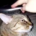 Cat hair grooming funny cat videos