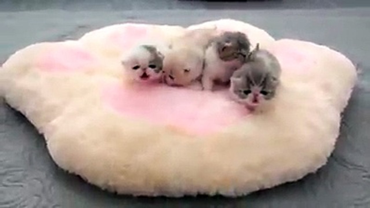 Four kitties on the pallet cute cat videos