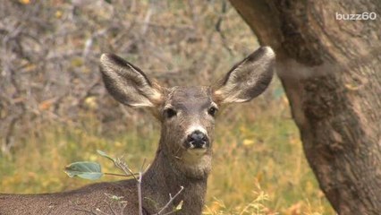 Trees Know They're Being Eaten by Deer