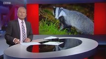 BBC Look North (East Yorkshire & Lincolnshire) 13Sep16 - badger threat