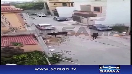 Aik Gai Ko Golian Mar Kar Kabo Kia Gia