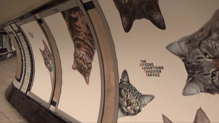 Le métro de londres envahit par des chats!