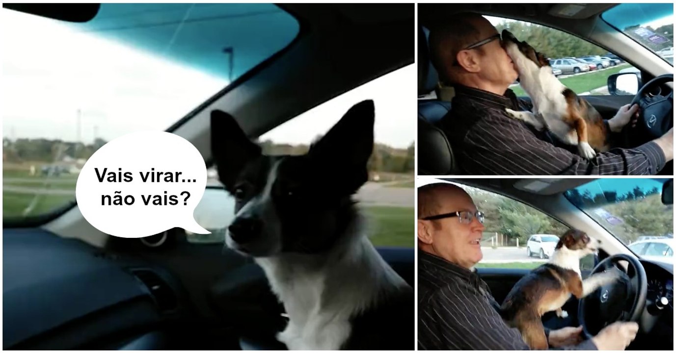 Cão fica extremamente feliz assim que percebe que o seu dono o está a levar para o parque