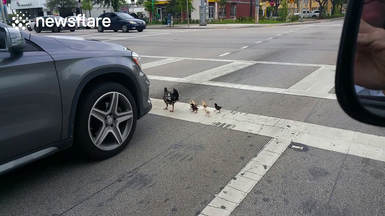 Hen crosses road with chicks, stopping commuter traffic