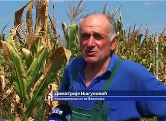 Hronika Boljevca, 13. septembar 2016. (RTV Bor)