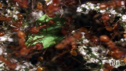 The peculiarity of ant farmers at the National Museum of Natural History
