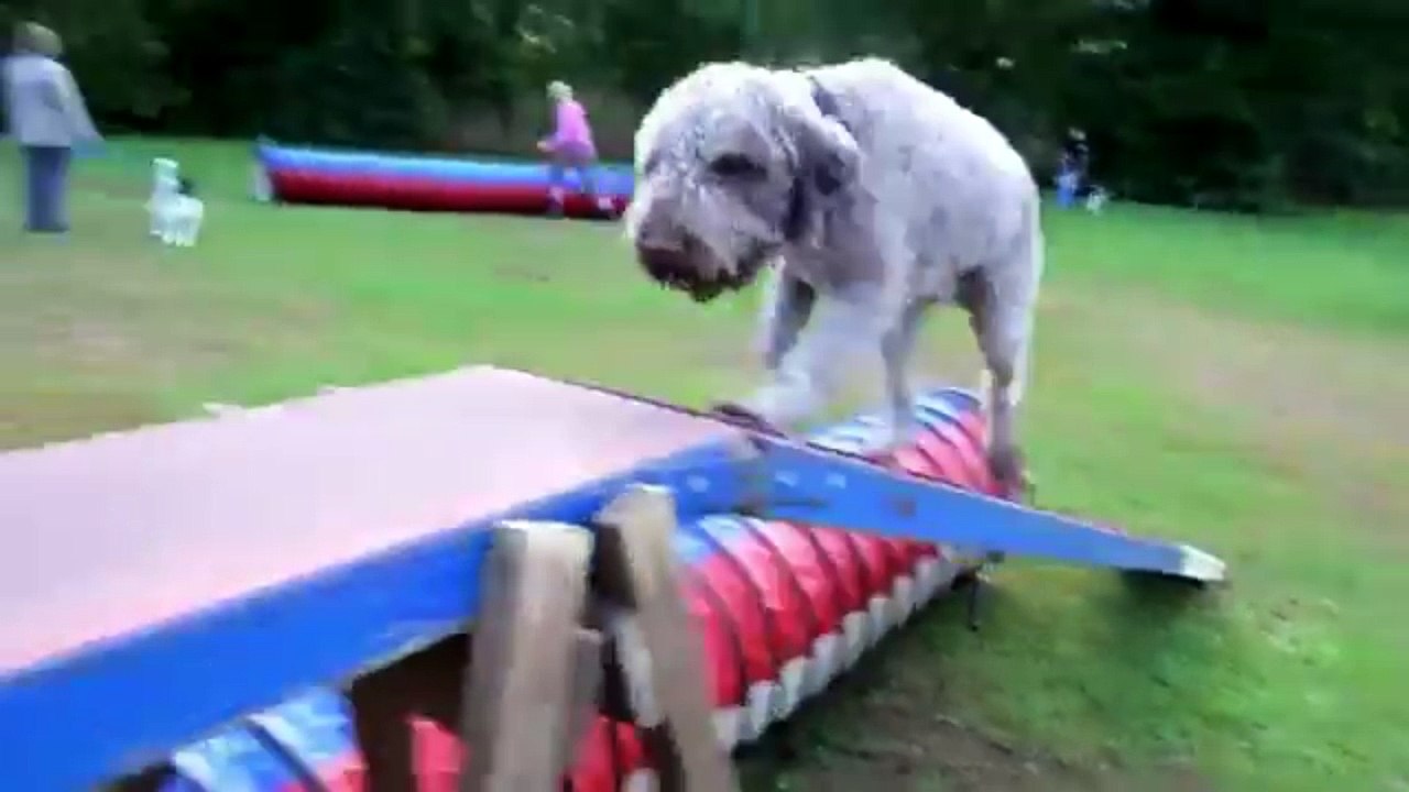 Lagotto Romagnolo - appearance, anatomy, color, barking,