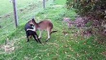 Kangaroo and Dog