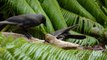 These crows use tools to find food
