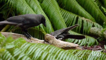 These crows use tools to find food