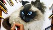 Speed Drawing of a Ragdoll Cat How to Draw Pets Time Lapse Art Video Colored Pencil Illustration Artwork Draw Realism