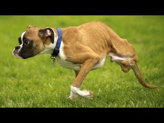 Biggest Secret of Dogs  having half leg