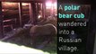 Polar bear cub rescued from Russian village