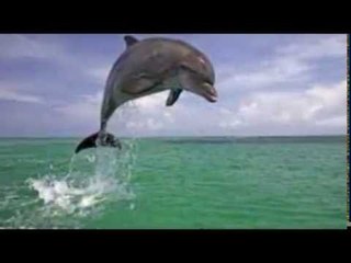 dophin doliphins