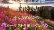吉川利彦　著作権フリー音楽CD-【ジャンル／オーケストラ風】-369-｜ホワイトBGM_nhV6N-MvF-k_youtube.com