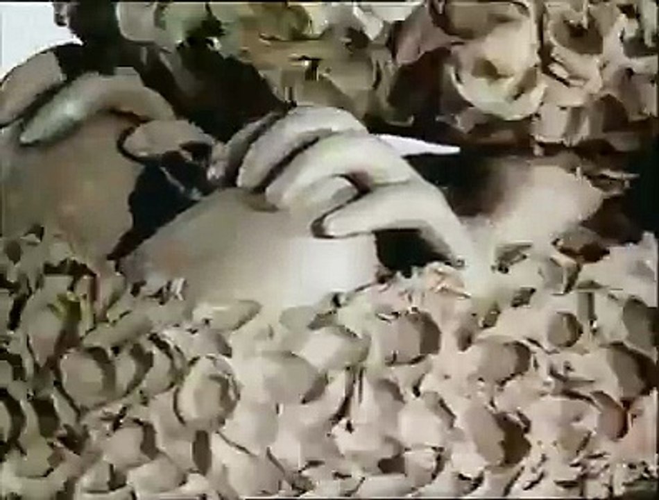 fuuny or die can't stop laughing