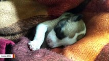 7-Day-Old Puppy Saved From Trash After Being Spotted By Another Dog