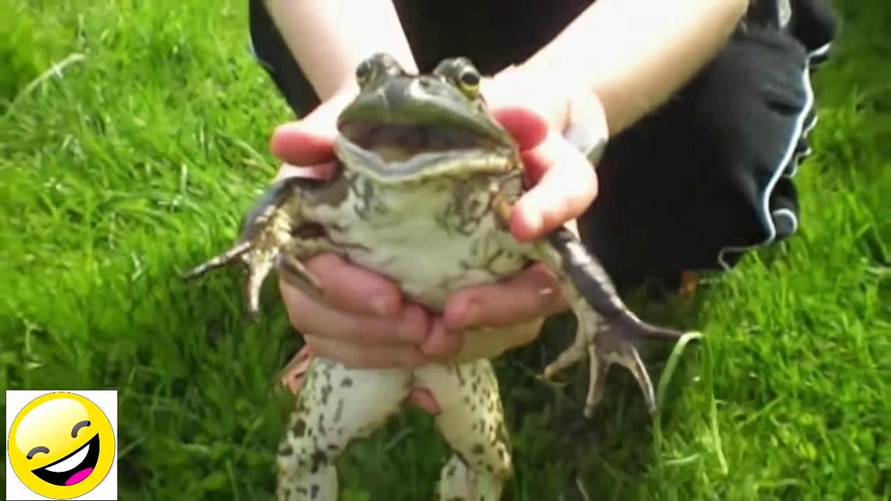 funny animal