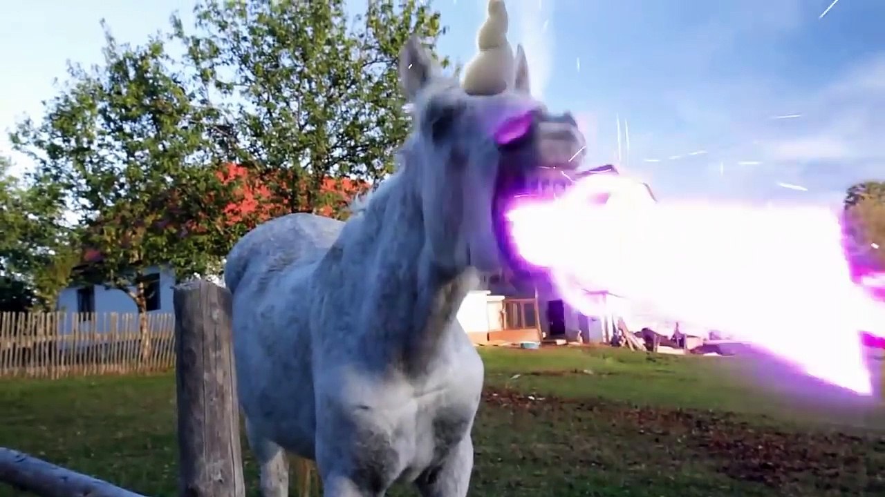 funny animal 2