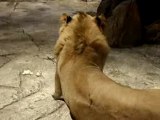 Lions @ MGM casino