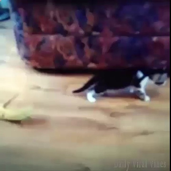 cat jump fail compilation 2016